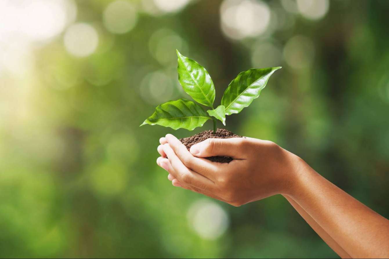 Revolucionar el aprendizaje en sostenibilidad con Ecofriends