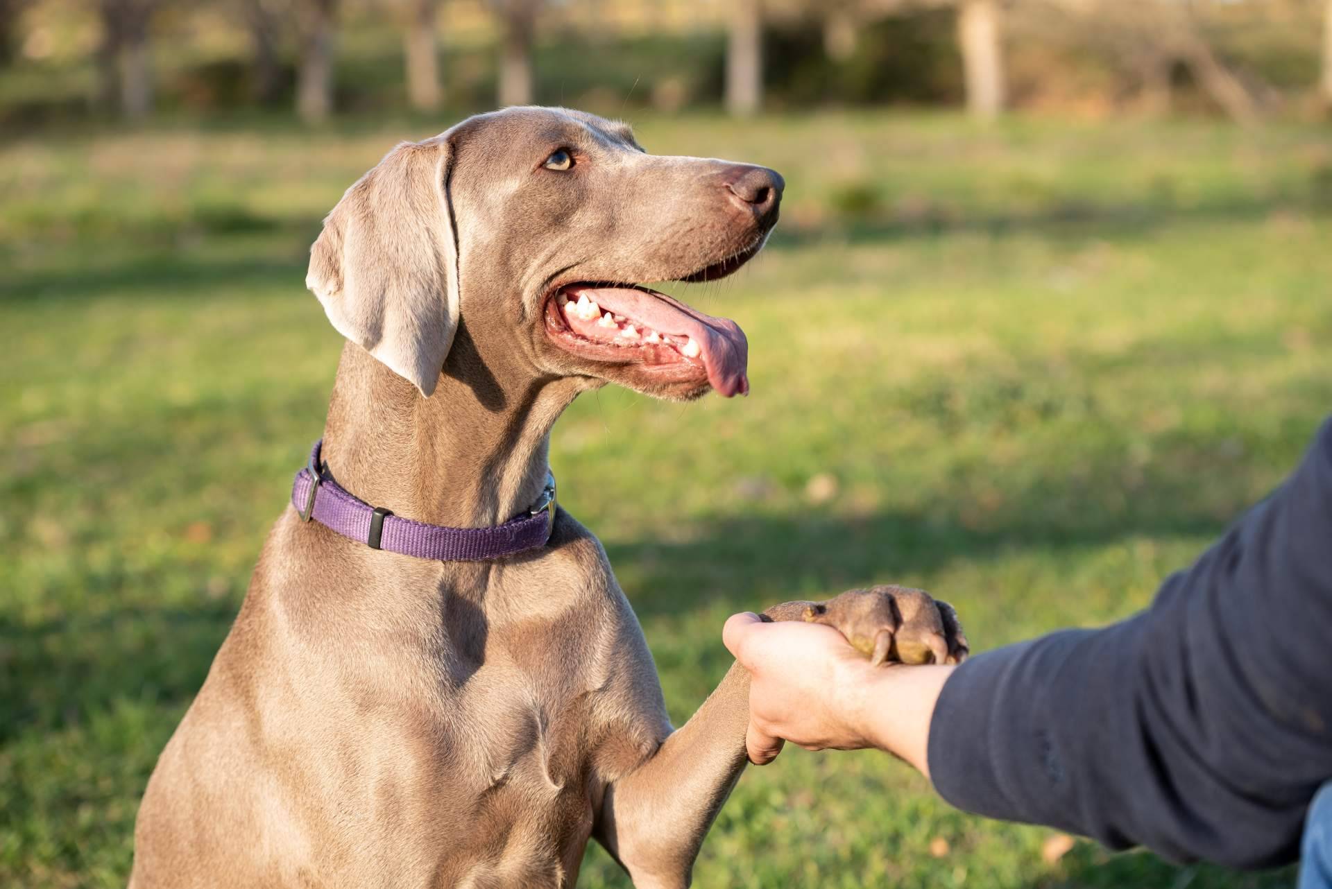 ¿Cuál es la mejor opción; hospedar a un peludo con un cuidador personal o en una residencia tradicional para conseguir unas vacaciones felices para un perro o gato?