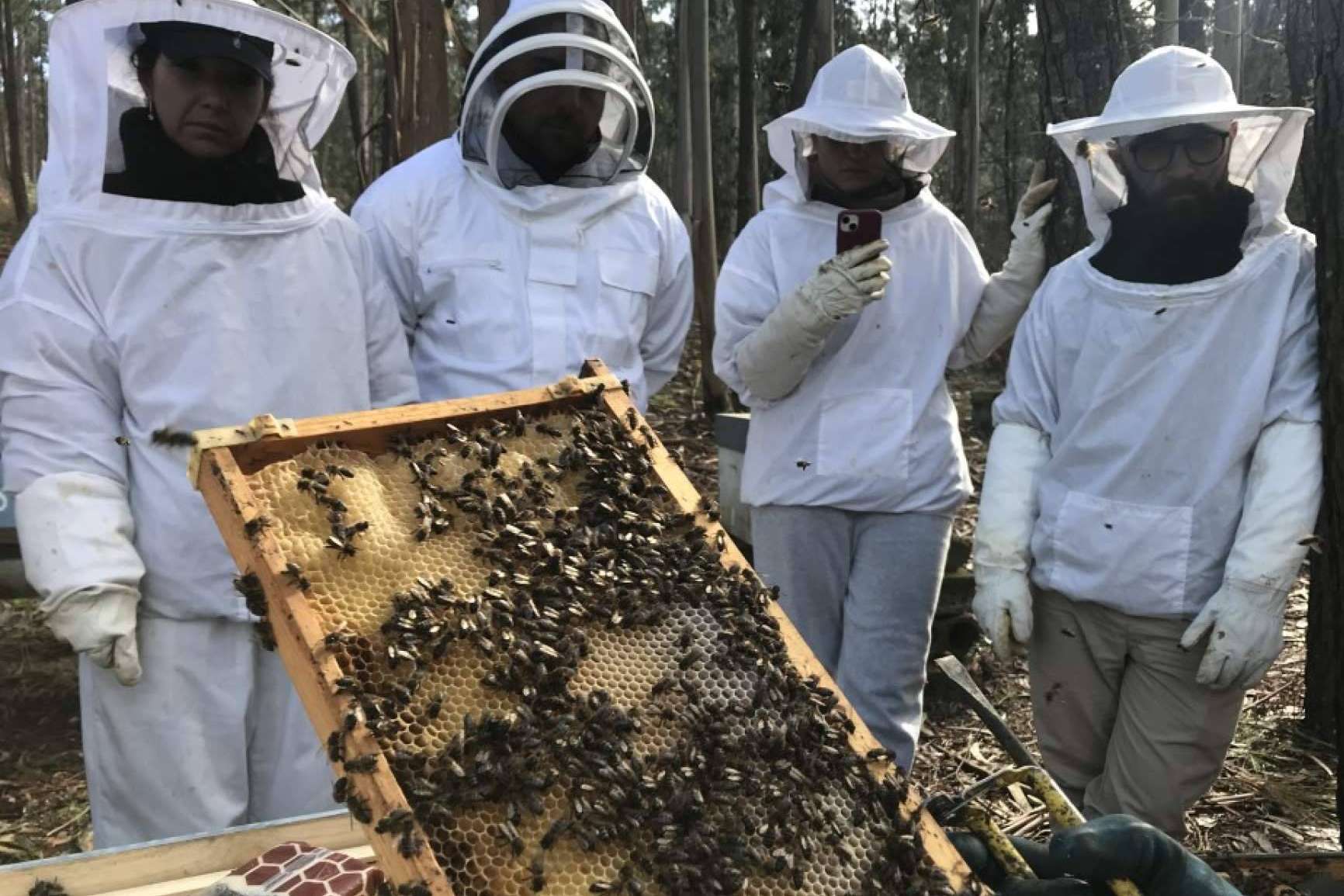 Polinización de las abejas, ¿en qué consiste?, con Cursos Apicultura