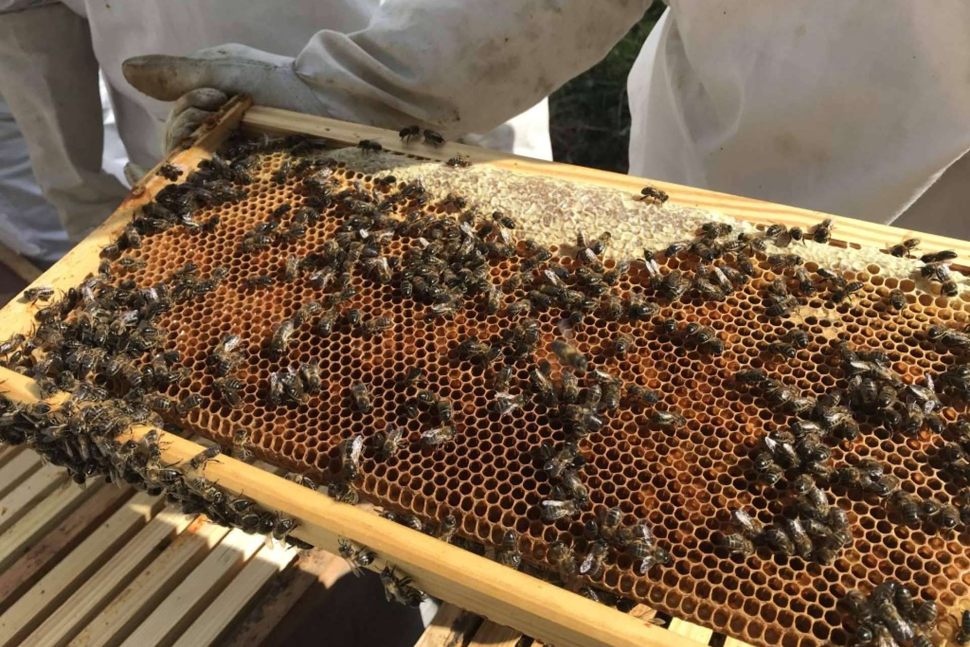 Adentrarse en el mundo de las abejas con las diferentes formaciones de Cursos Apicultura
