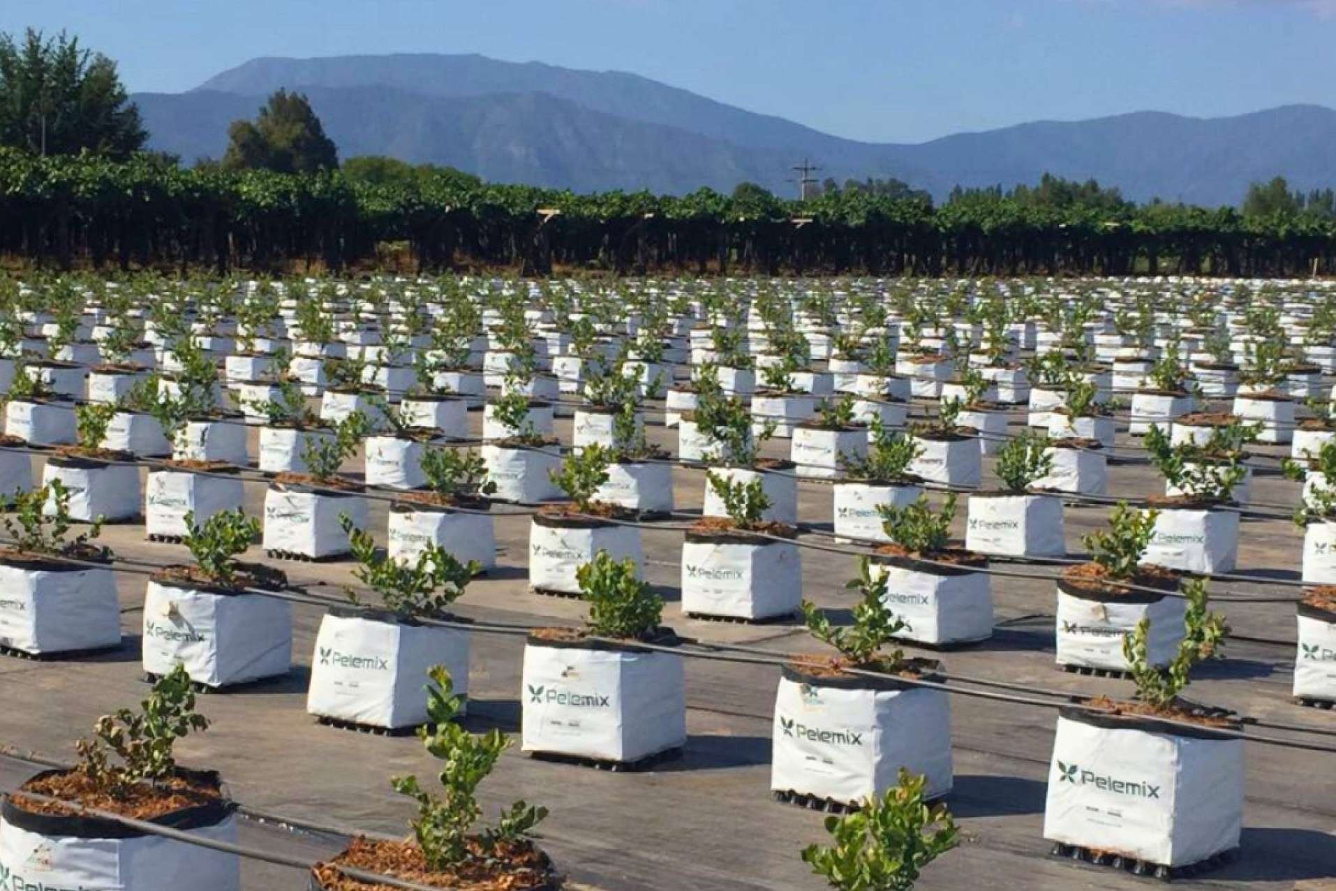 Maximizar el cultivo con sustratos de coco