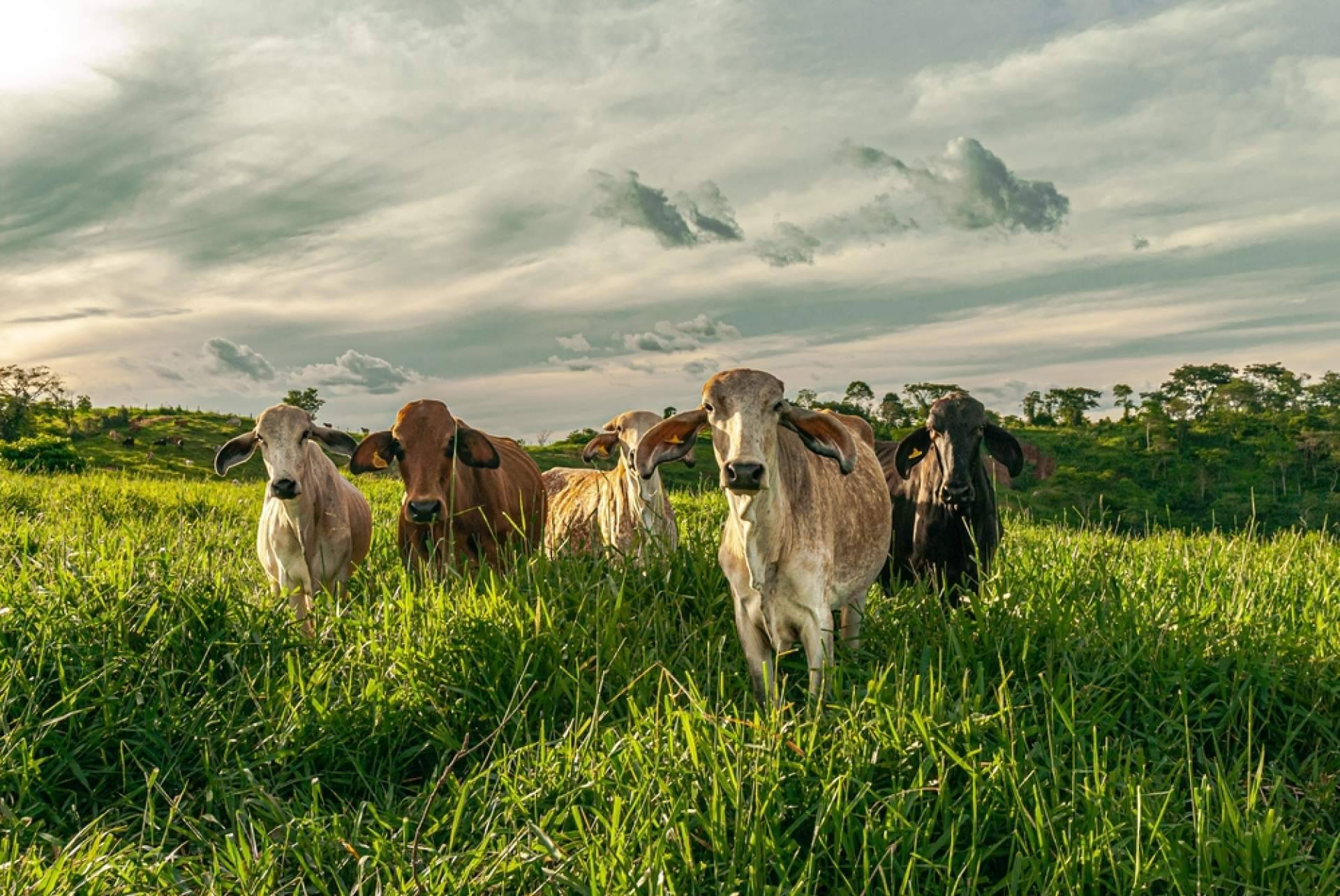 Los beneficios de contar con la plataforma de alimentación animal Afeedme