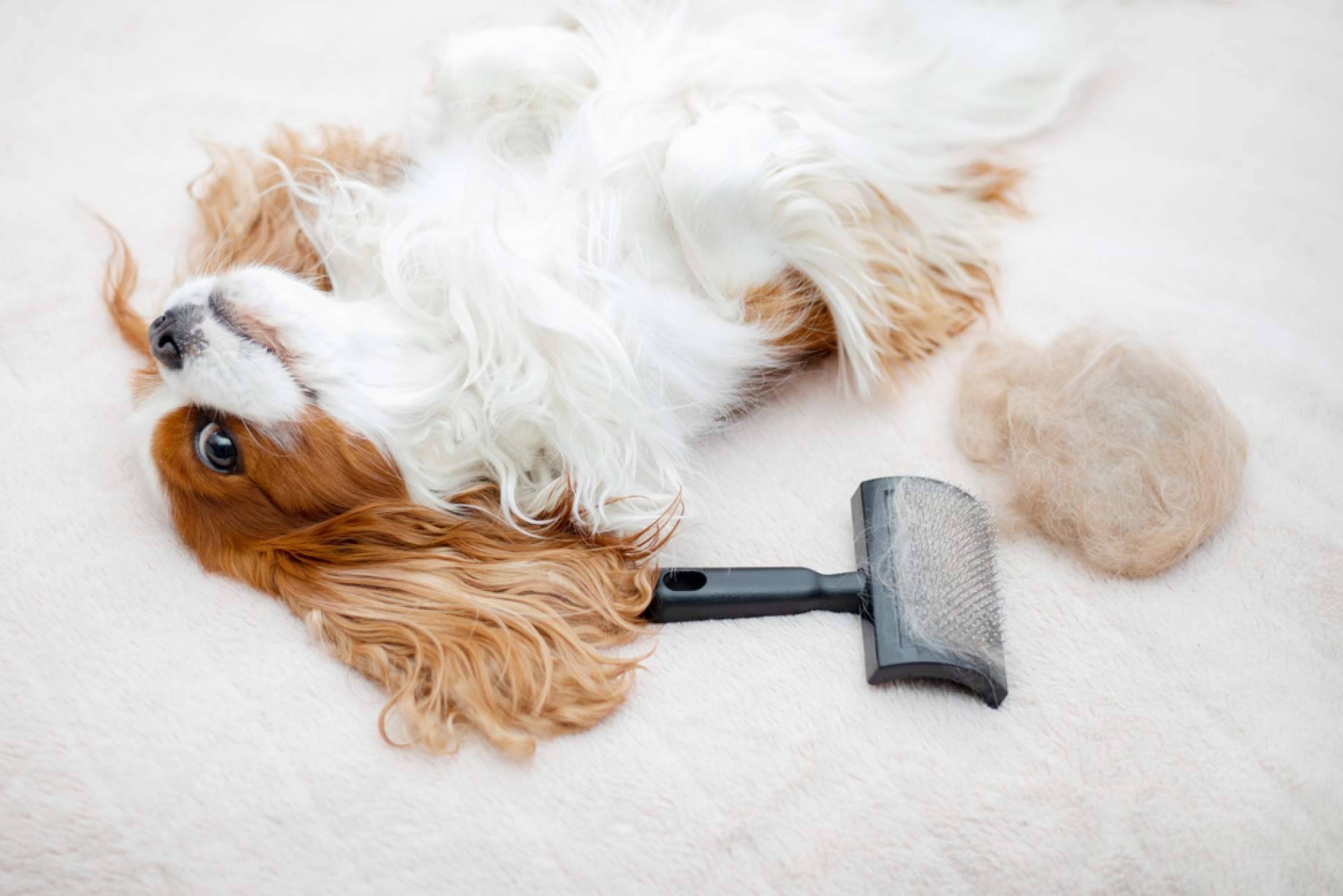 Pinkbrush Cardador Profesional, el cepillo ideal para cuidar de las mascotas, con 4 Huellas