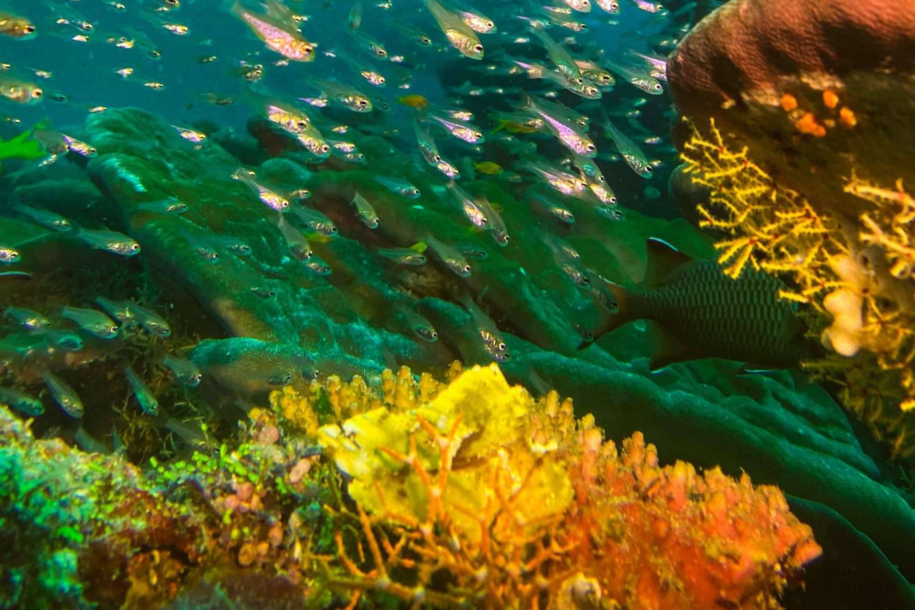 Descubrir la vida marina de Rasdhoo, con Drop Dive Maldives