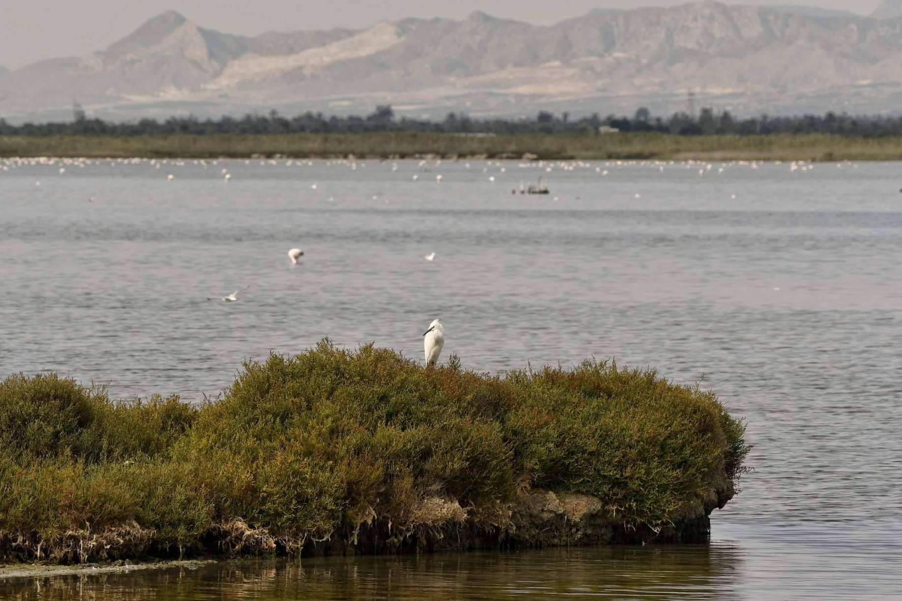 Sostenible y generadora de biodiversidad; estas son algunas características de la sal marina ecológica de Bras del Port