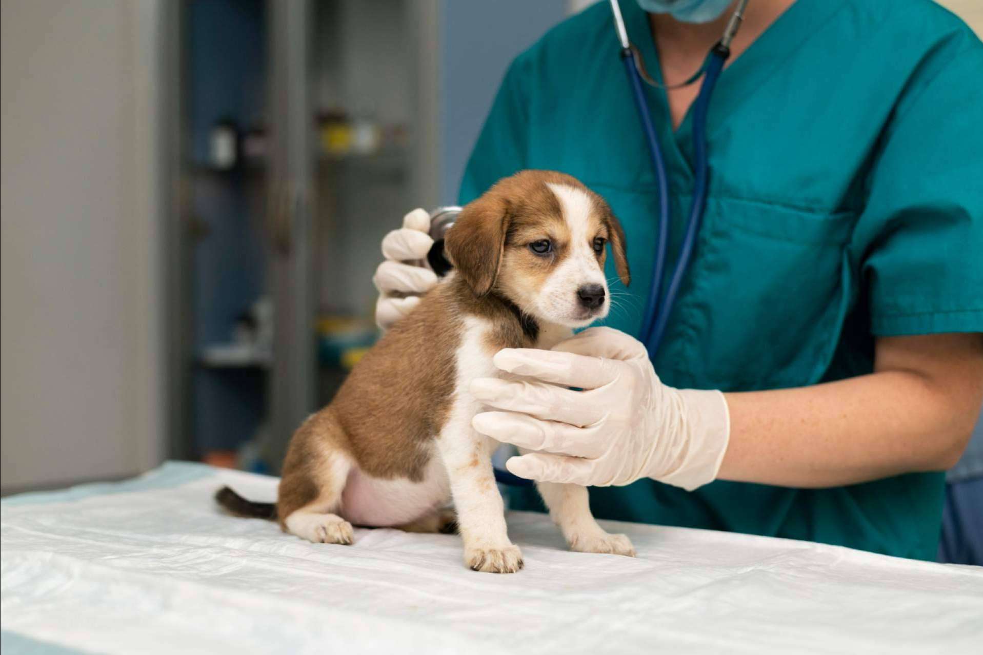 La clínica veterinaria de confianza en Granada, Clínica Veterinaria Olivares
