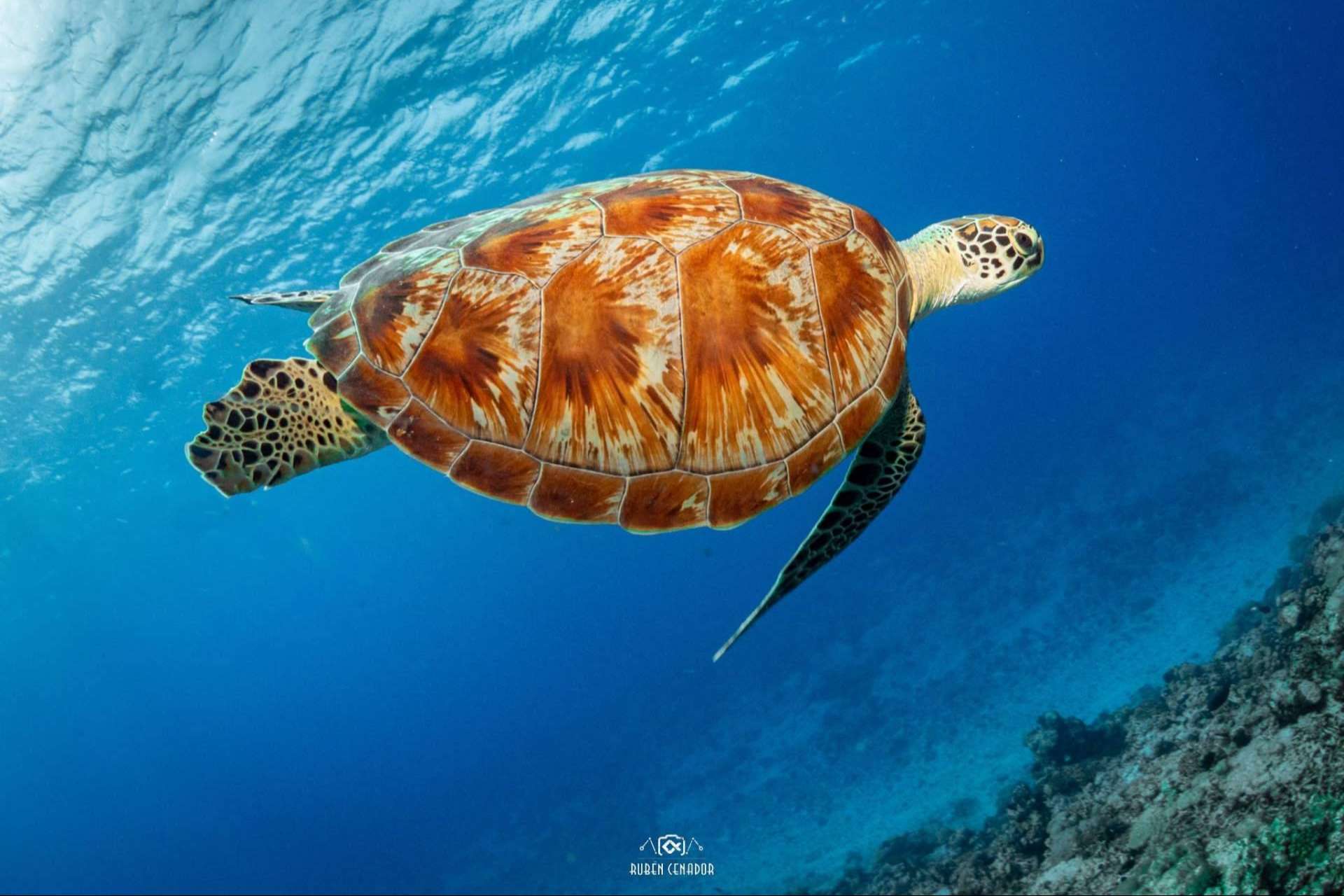 SevenBlue permite conocer los océanos del mundo en una experiencia única