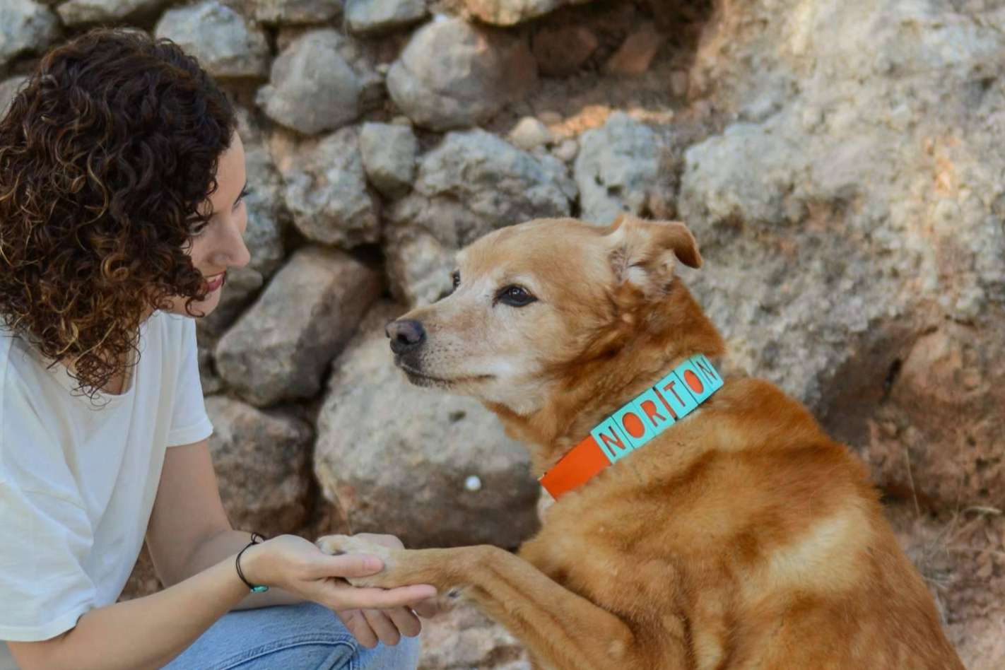 Proteger a la mascota con las chapas y collares personalizadas de Seron