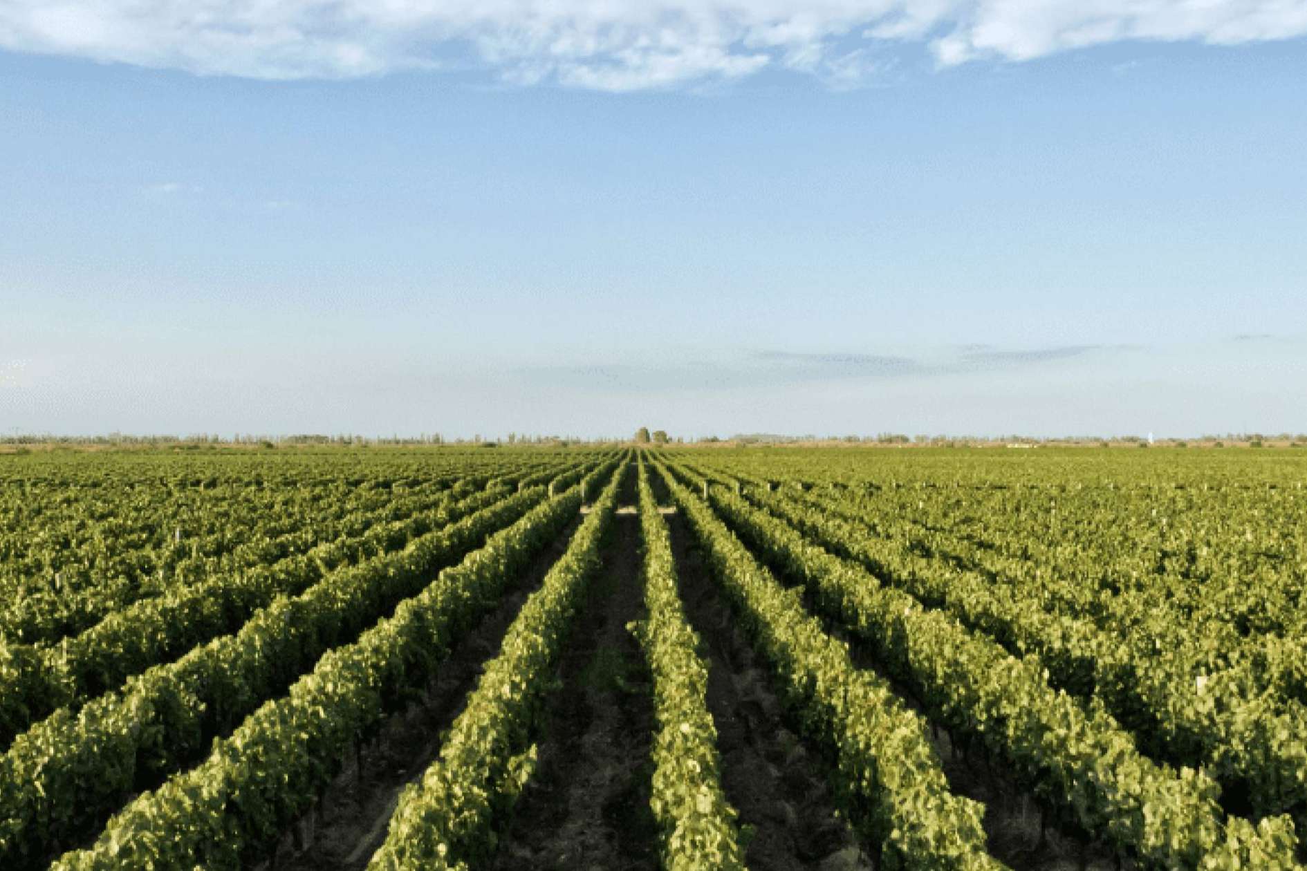 Las bodegas, el lugar en el que el vino nace