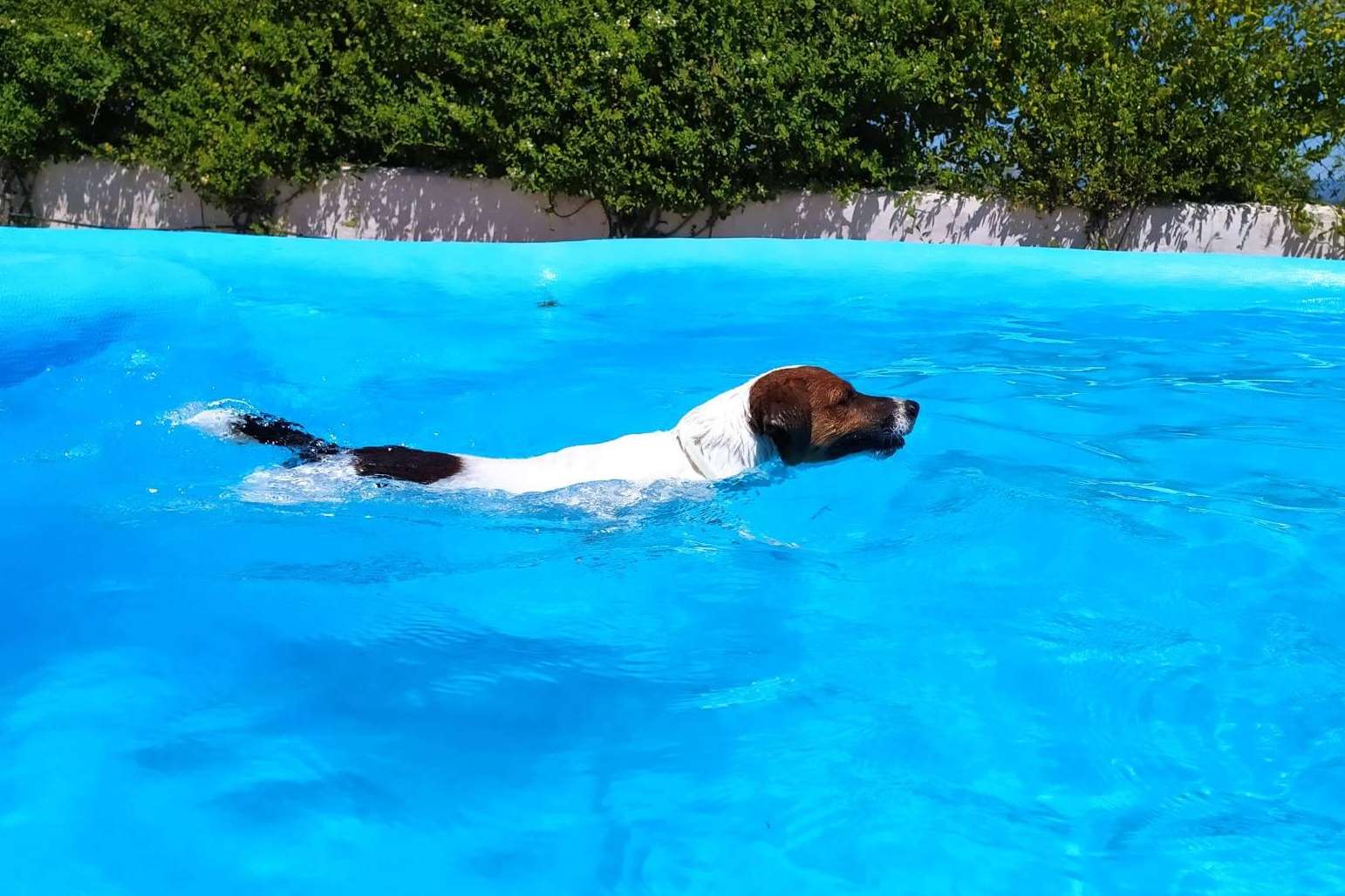Hotel residencia canina con piscina en Madrid