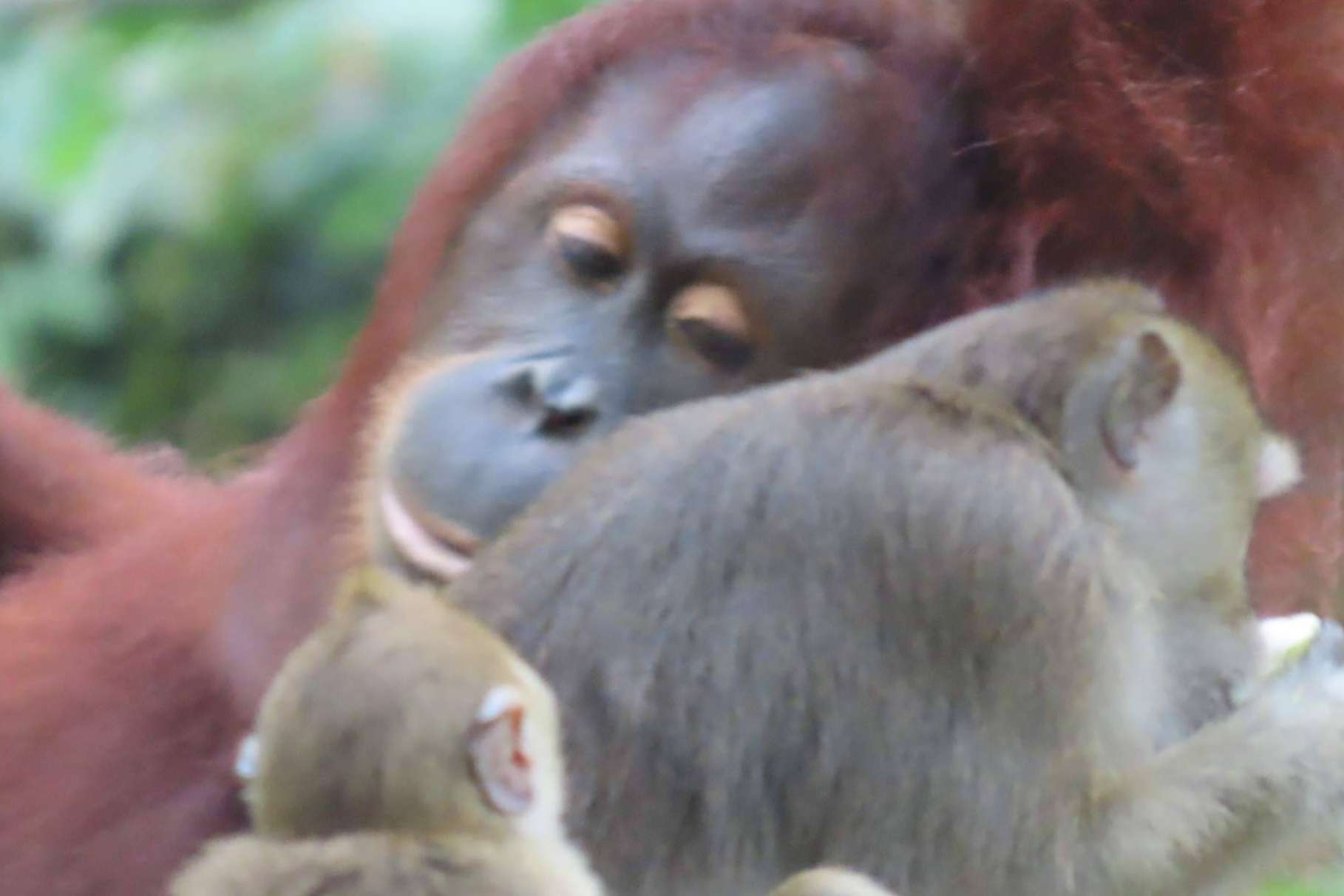 Descubriendo el encanto de Sabah, Borneo en otoño; ventajas de una escapada en esta temporada