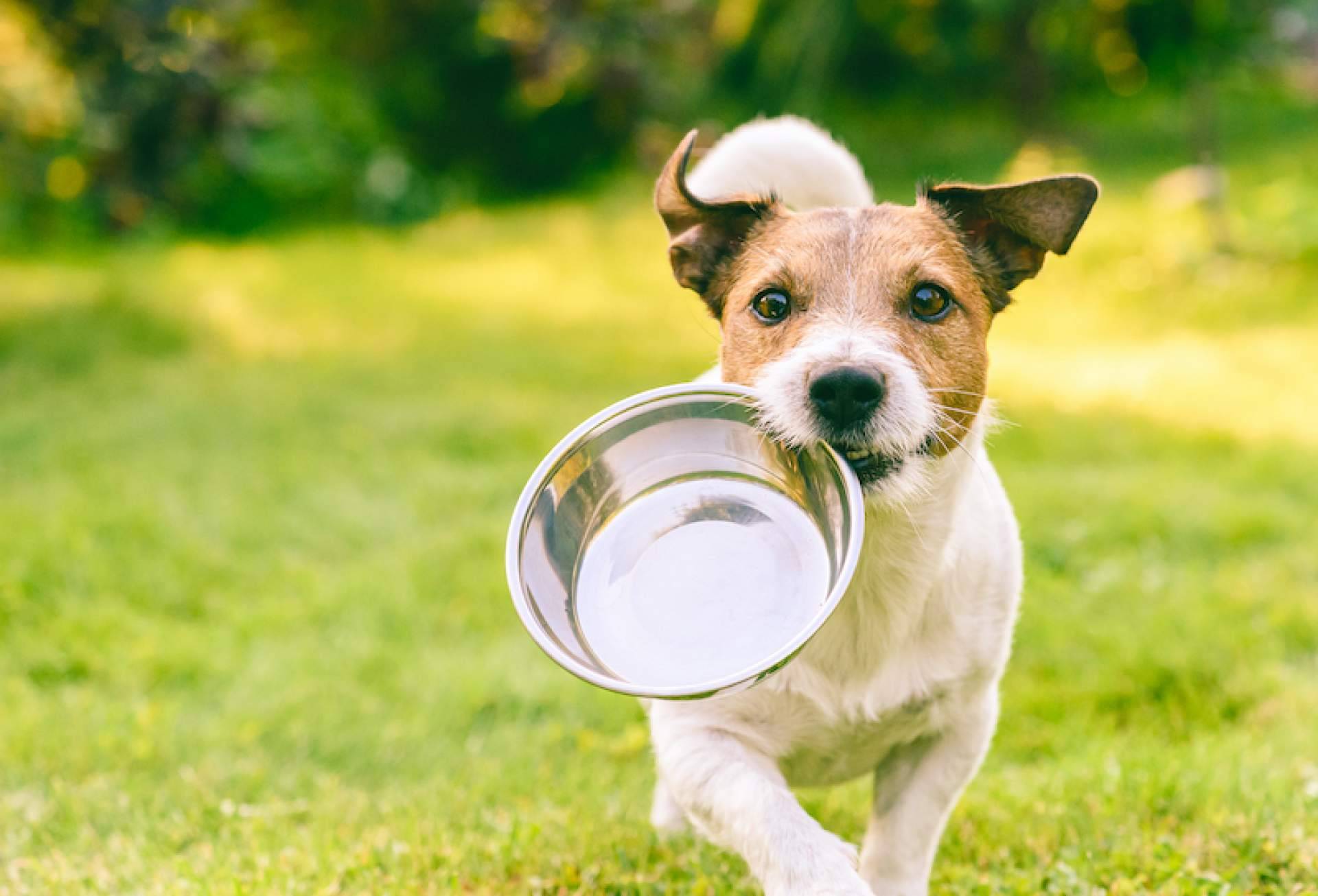 Problemas articulares en perros; cómo ayudarles a través de su alimentación