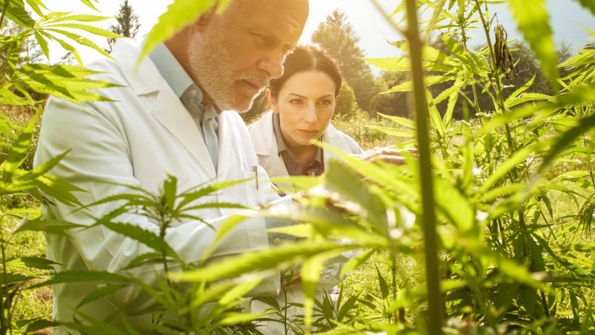 South Hemp se especializa en el desarrollo de nano-bio-aditivos de última generación