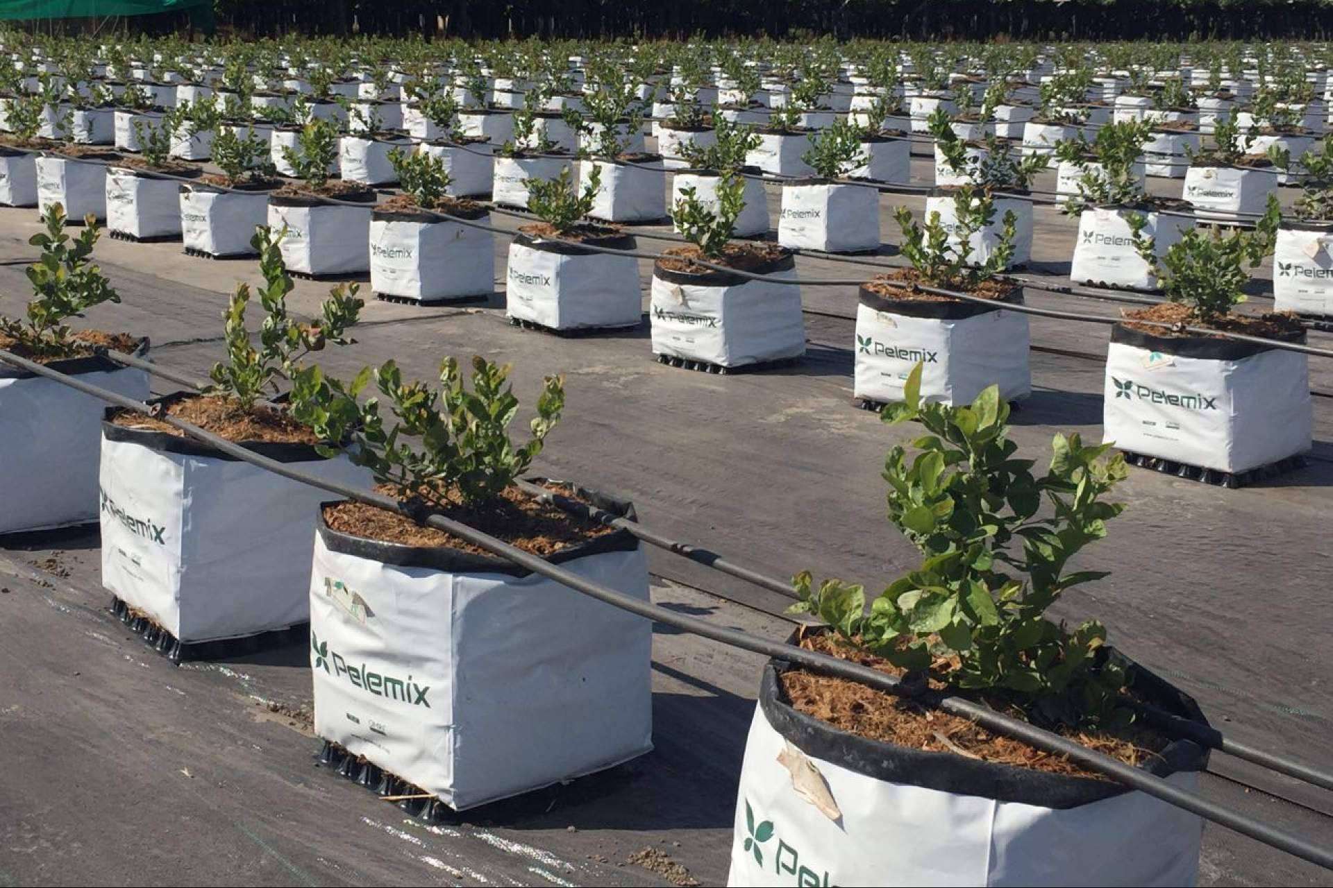 Pelemix, la agricultura del futuro más cerca