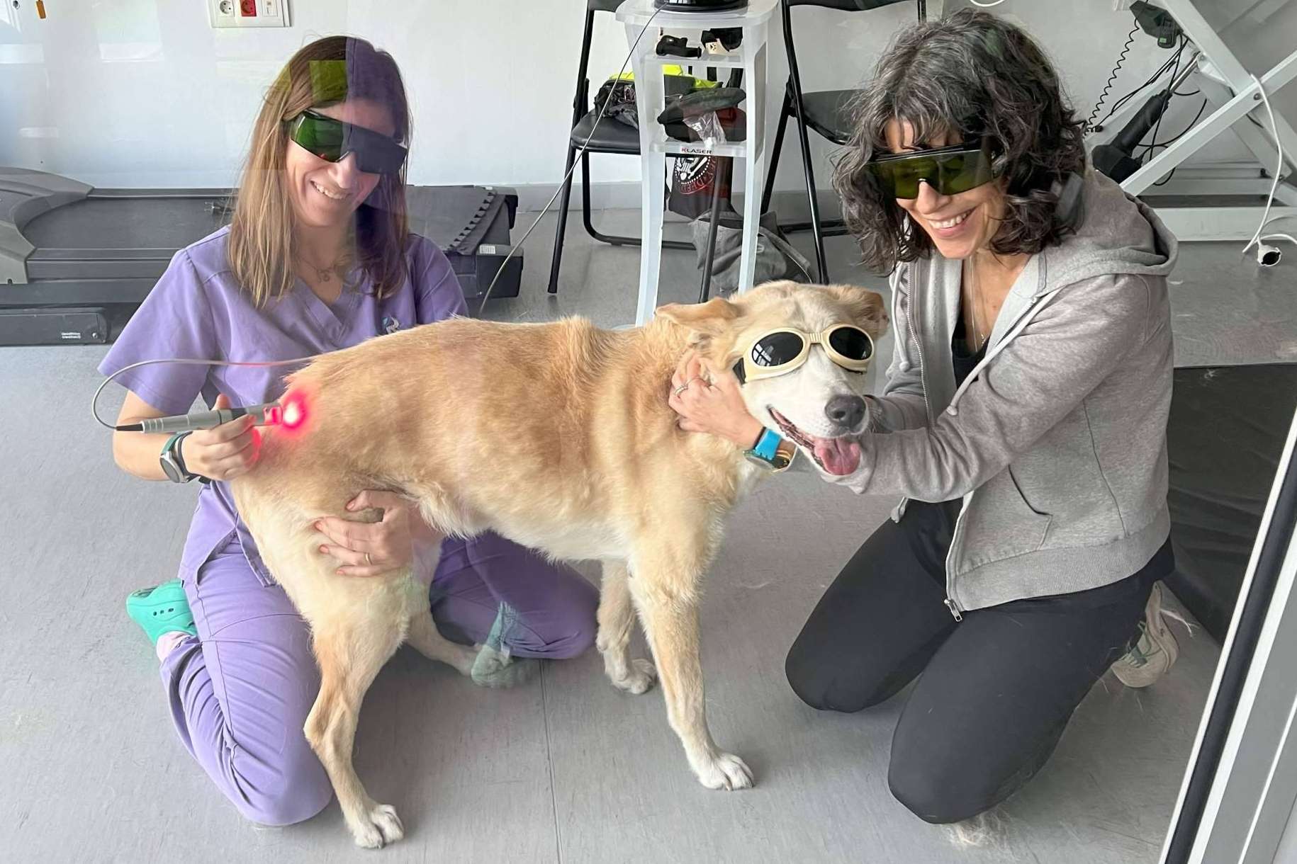 Reanimalia, centro de referencia en rehabilitación y fisioterapia veterinaria con laserterapia tipo IV