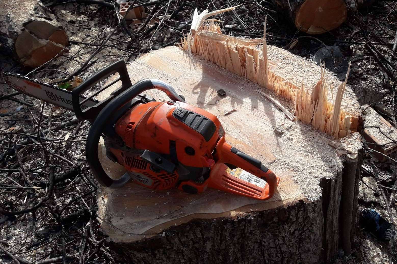 Cómo formar técnicos forestales especializados con el curso de Poda y Tala en Altura de PODAprofesional