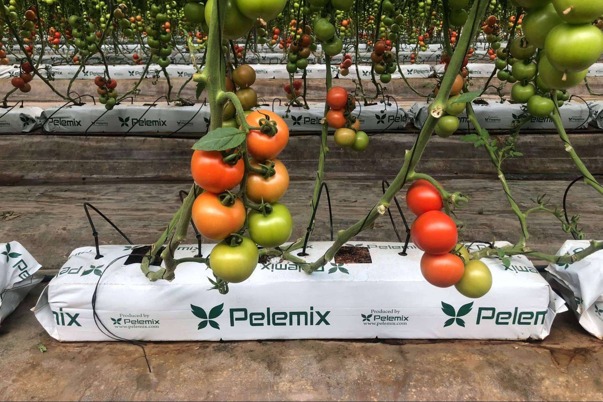 Cómo cultivar tomates en cualquier clima y temporada con las bolsas de cultivo de fibra de coco de Pelemix