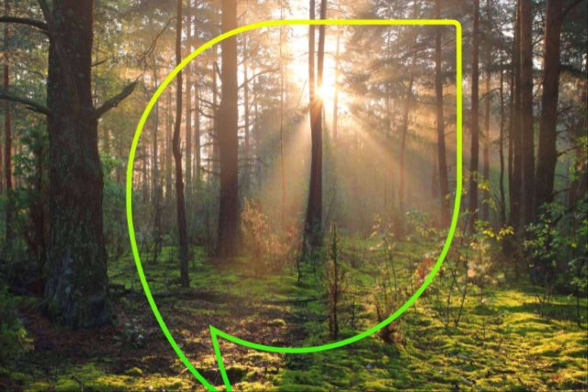 Más de 4.000 árboles plantados con EccoForest; EccoFreight y Folia Project unen fuerzas contra la desertización