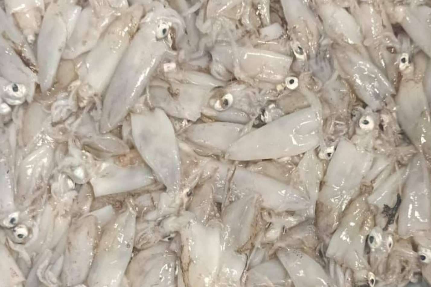 Pescadería Younes Ceuta ofrece pescados y mariscos de excelente calidad
