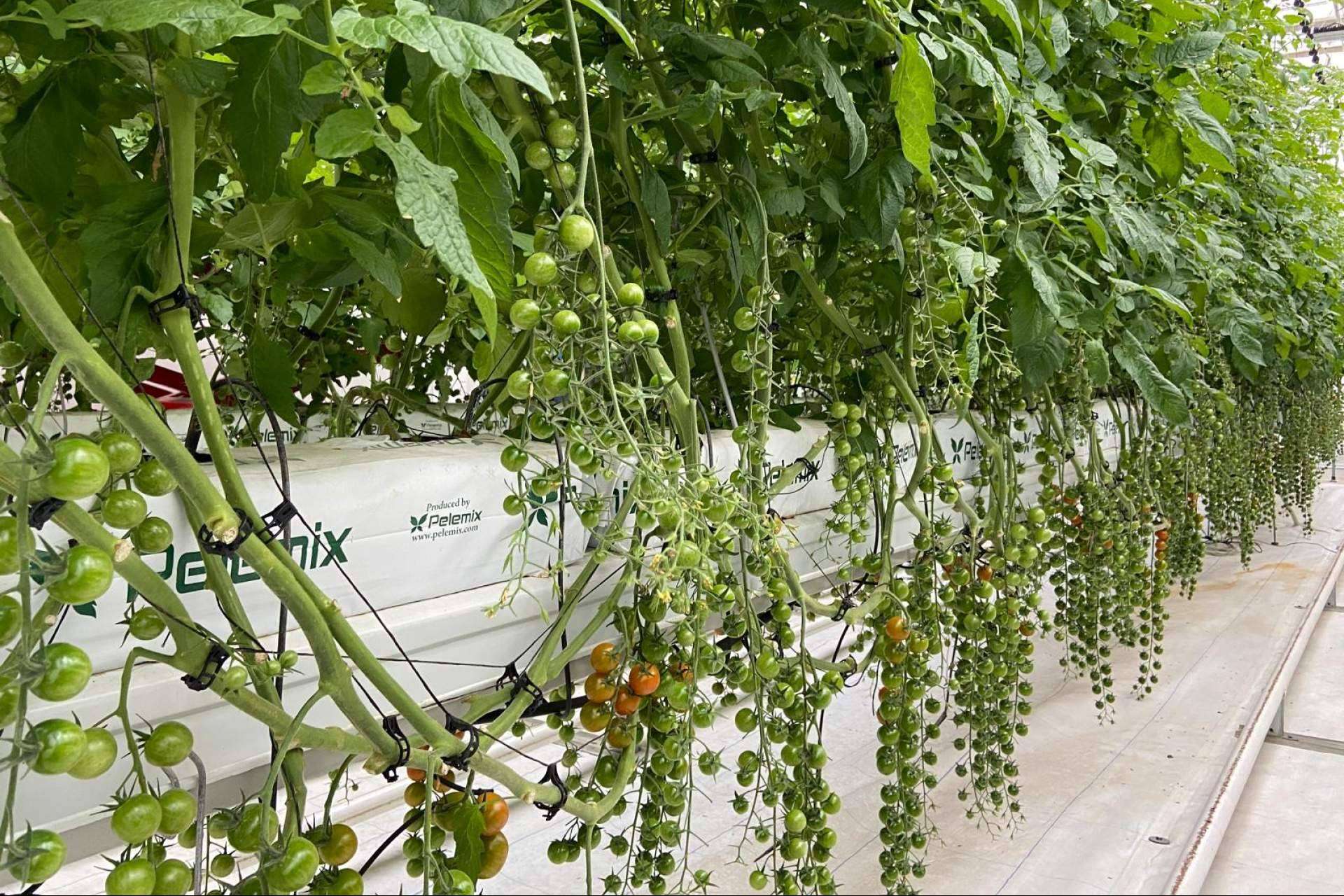 Pelemix impulsa el cultivo sostenible con sus innovadoras soluciones en sustratos de fibra de coco