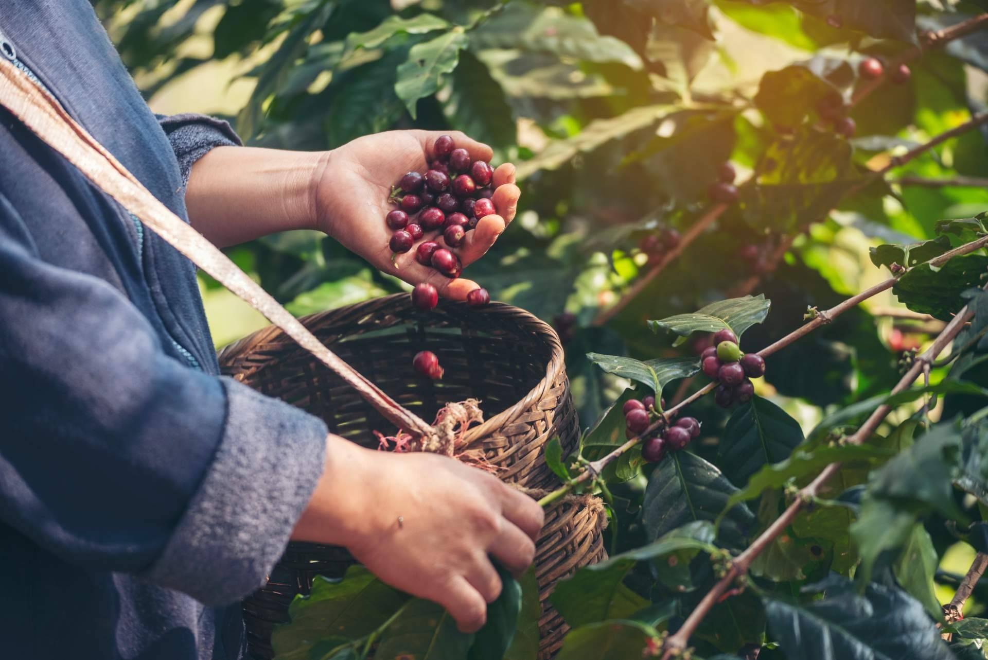 CAFEPARACASA, la nueva apuesta por el café de finca y especialidad al alcance de todos