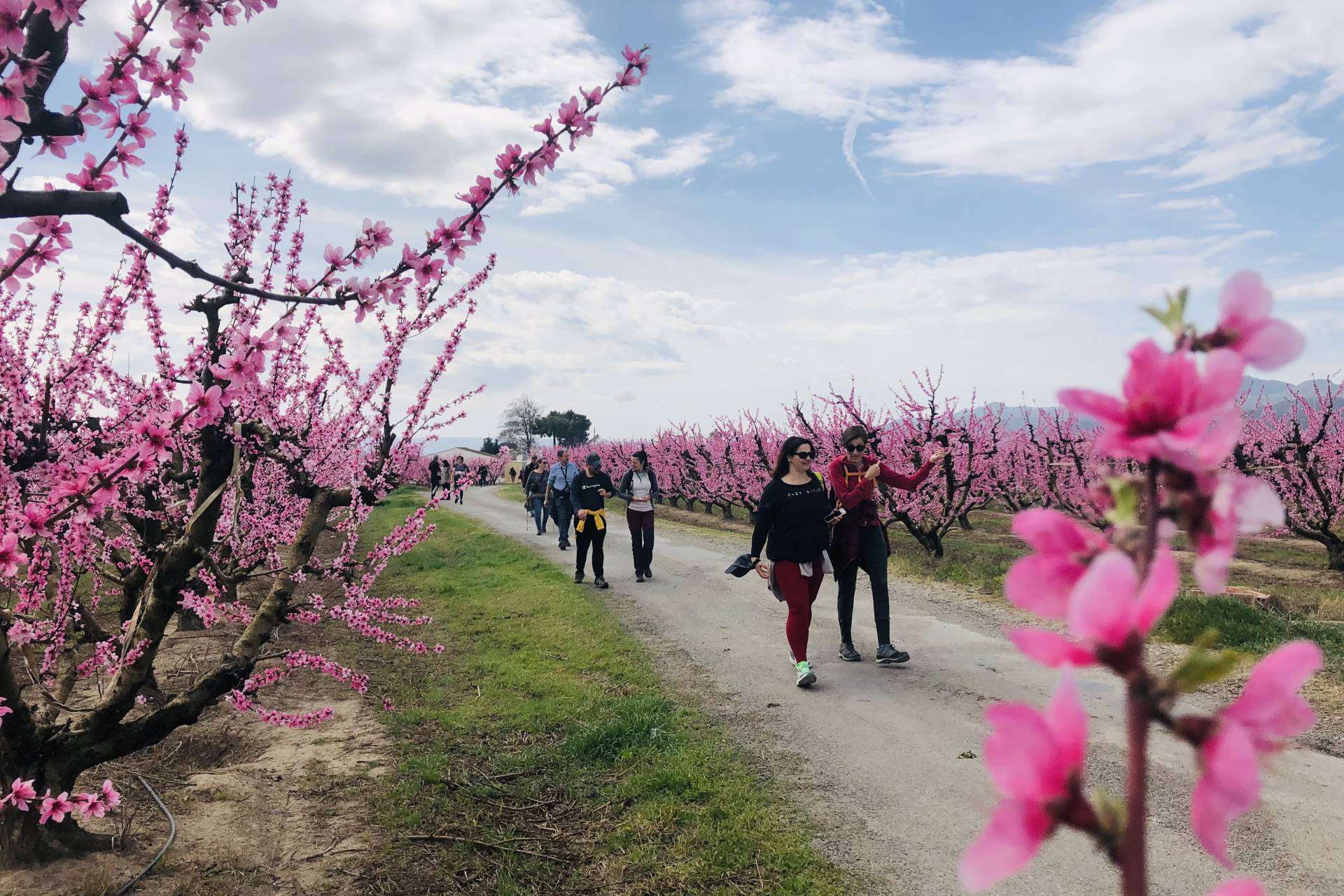 La floración llena de color el Bajo/Baix Cinca con rutas guiadas y actividades especiales