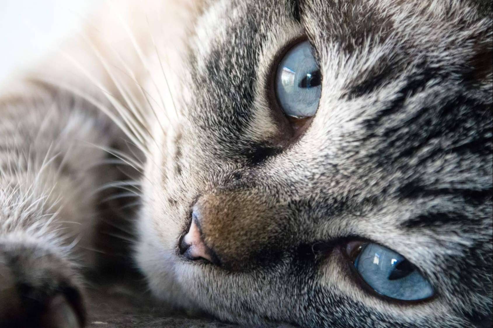 Software completo para negocios de mascotas; cumple con la ley y gana tiempo