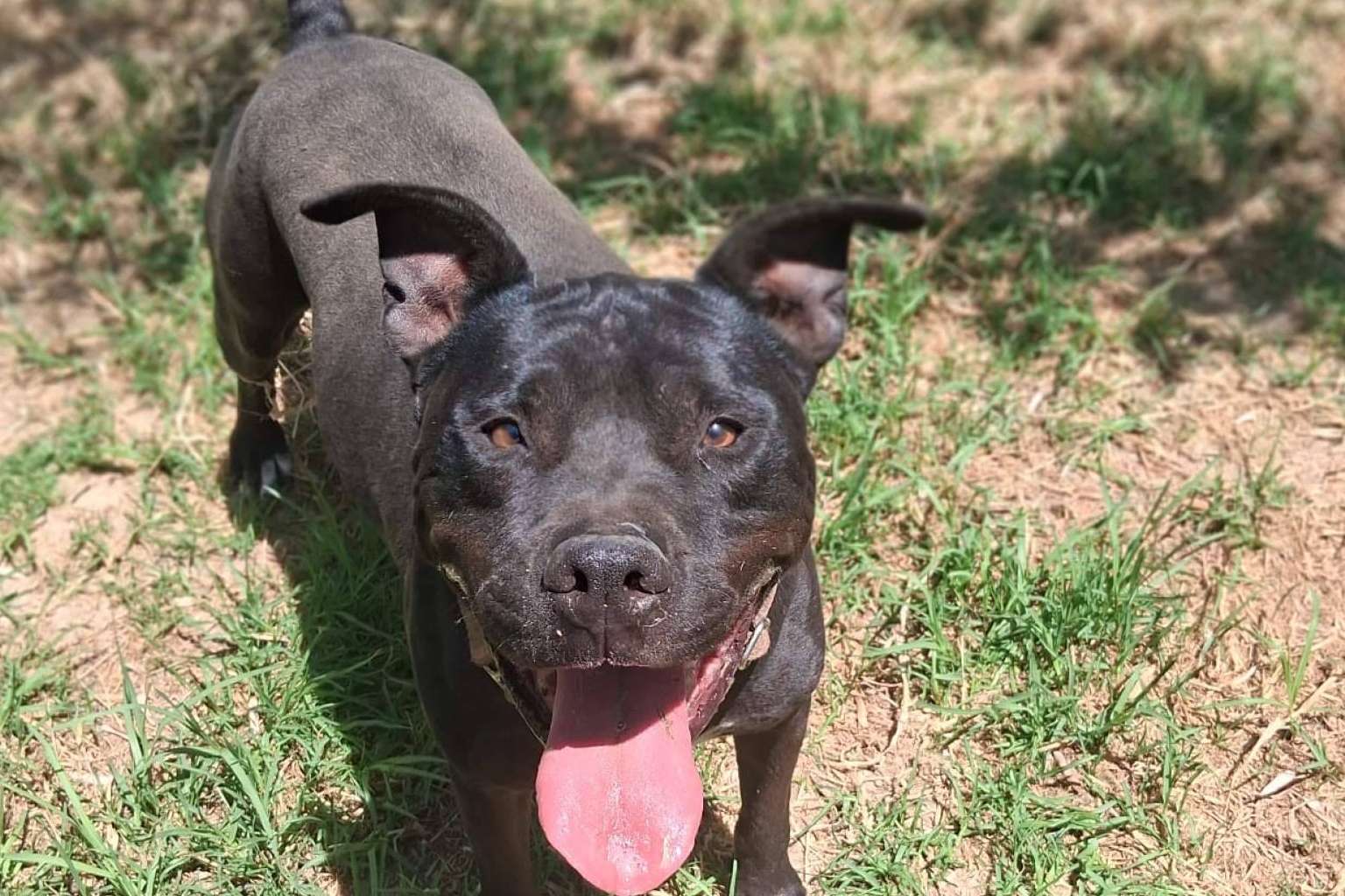 SOS Salvando Vidas; refugio y esperanza para perros en situación crítica