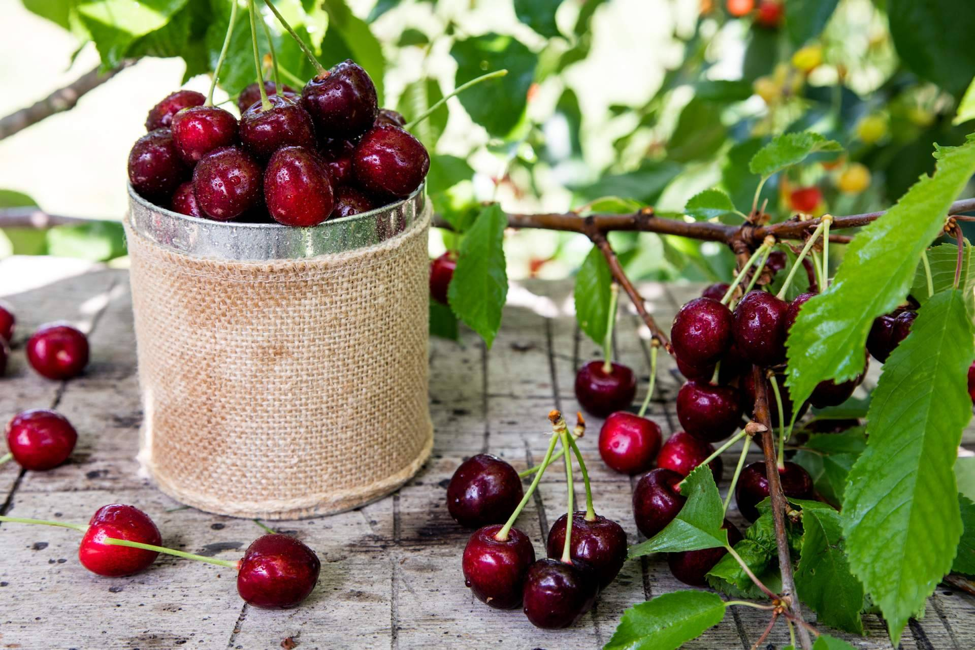 BELCA presente en la producción de cereza en Chile